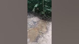 Bunyi Rusa kuat dalam hutan