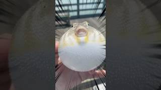 Balon balıkları neden şişer ?