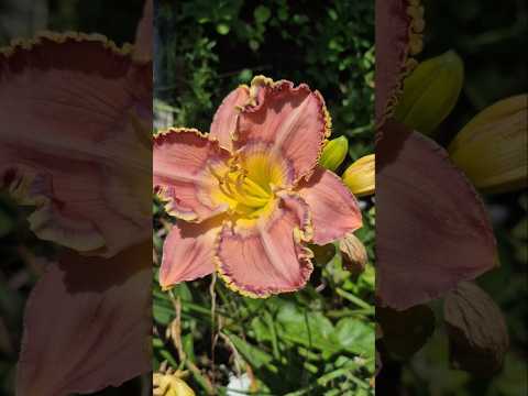 Обзор 💥 Мой Сад 🌺 Сейчас 🌺 #сад #обзор #позитив #красота #garden #flowers #nature #природа #жизнь