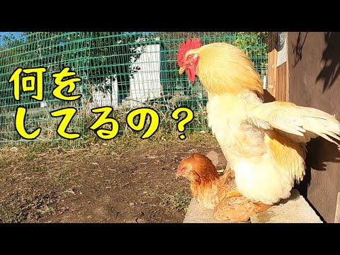 ニワトリ様 hqdefault.jpg