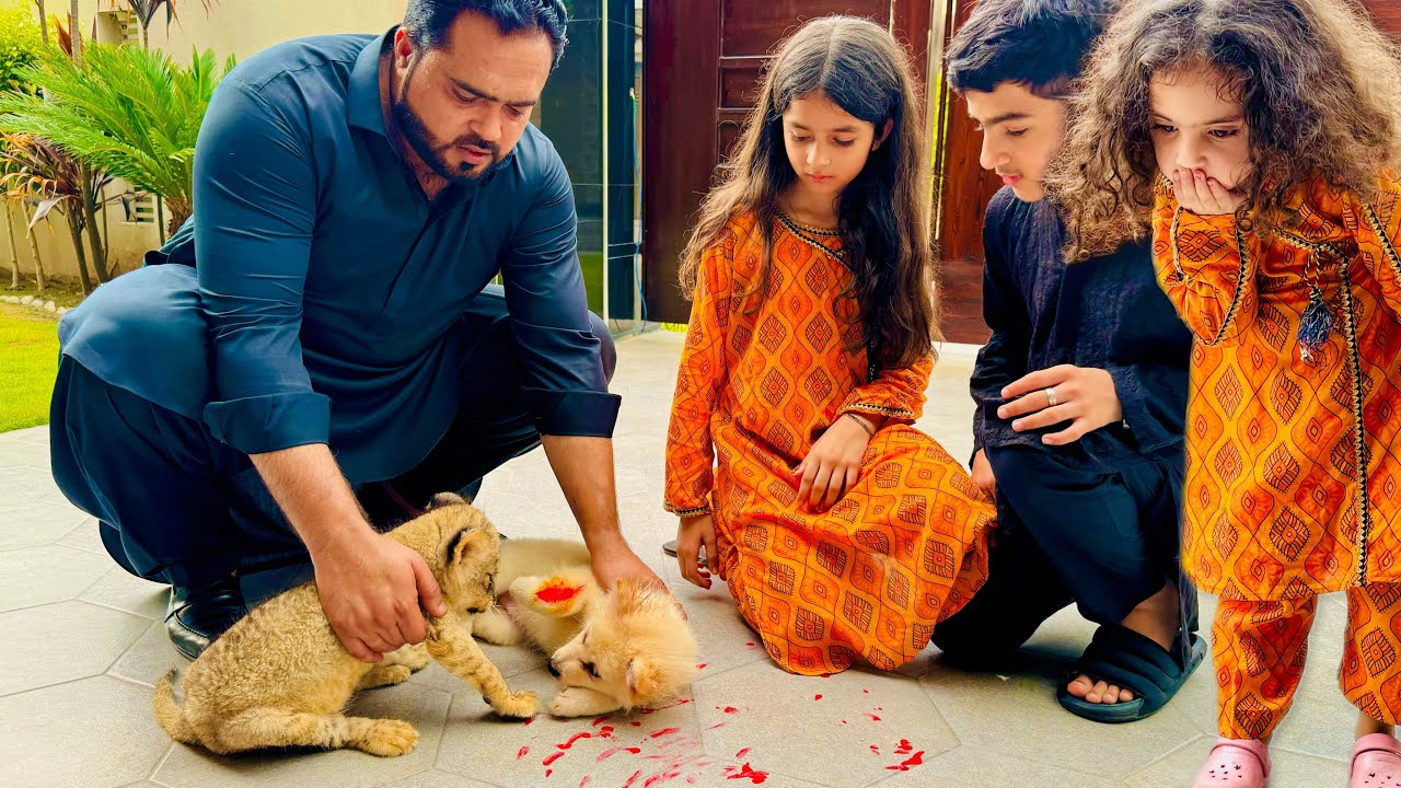 Lion nay dog ko bohat bura zakhmi kar dia aur lion wapis karna para😢