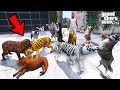 Franklin’s Tigers Fight Wild Stray Dogs in GTA 5 | SHINCHAN and CHOP
