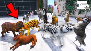 Download Lagu Franklin’s Tigers Fight Wild Stray Dogs in GTA 5 | SHINCHAN and CHOP MP3