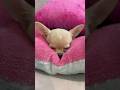 So Cute You’ll Do a Double Take 👀💖#chihuahua #shorts #puppy#チワワ
