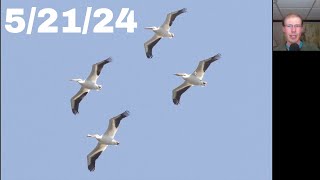 [82] Four White Pelicans, Black Vulture, Rough-legged Hawk at the Braddock Bay Hawk Watch, 5/21/24