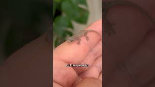 Mini Gecko #shorts