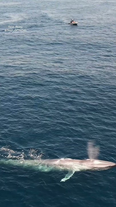 "Did you know? Blue whales' heart is as big as a car! 🐋💙 #art #