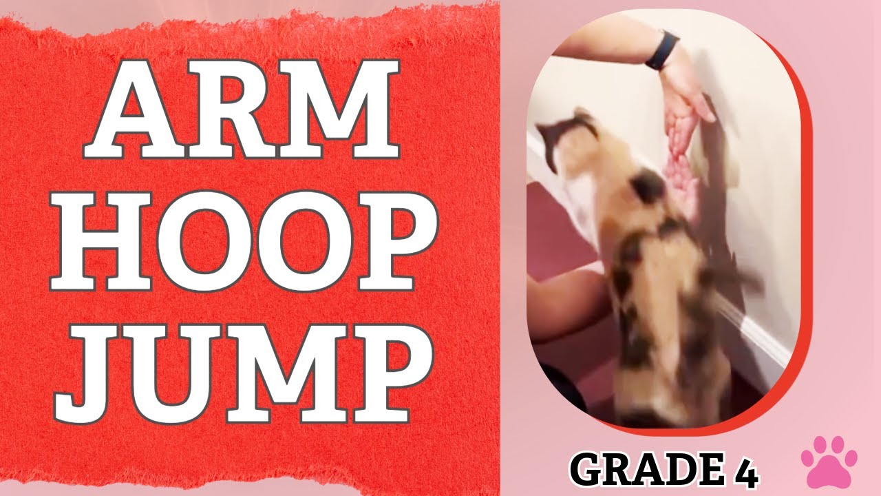 G4 Jumping Through Arm Hoop 🐾