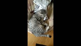 Бой кошки против футболки, или когда хозяин ушёл на работу! cat vs t-shirt Бой кошки против футболки, или когда хозяин ушёл на работу! cat vs t-shirt