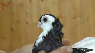 картинка: ТУЛЬСКИЕ ГОЛУБИ.