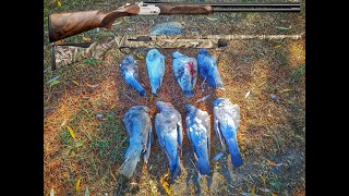 Deux fusils, deux jours de chasse, Palombes, Pigeons, Corbeaux 2022/2023