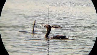 BERBURU BURUNG PECUK MENGUNAKAN JONTROT JITU