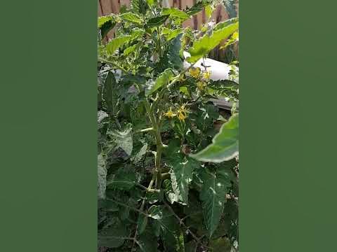 жигало - YouTube