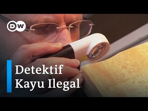 Video: Di mana kayu detektif?