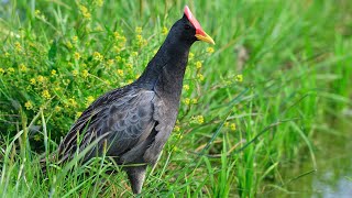 Tiếng Chim Cúm Núm - SOB || Tiếng Chim Gà Đồng Miễn Phí || Tiếng Chim Cúm Núm Miễn Phí