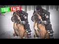 Belgian Malinois Make The Best Millitary Dogs - TRUE or FALSE