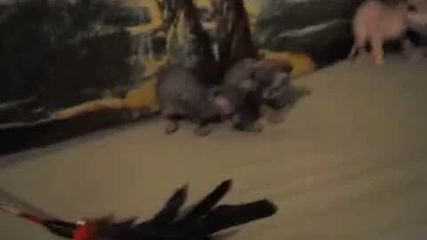 Video 1218631: tabby sphynx, tabby kitten playing, hairless kitten, kittens litter