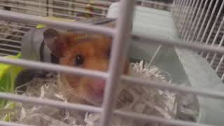 PC The Sims 5 and 3DS Tomodachi Life. Hamsters Mother Erica Goth is had Fun in the cage. Part 40