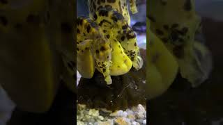 3 sea horses close up Wealth