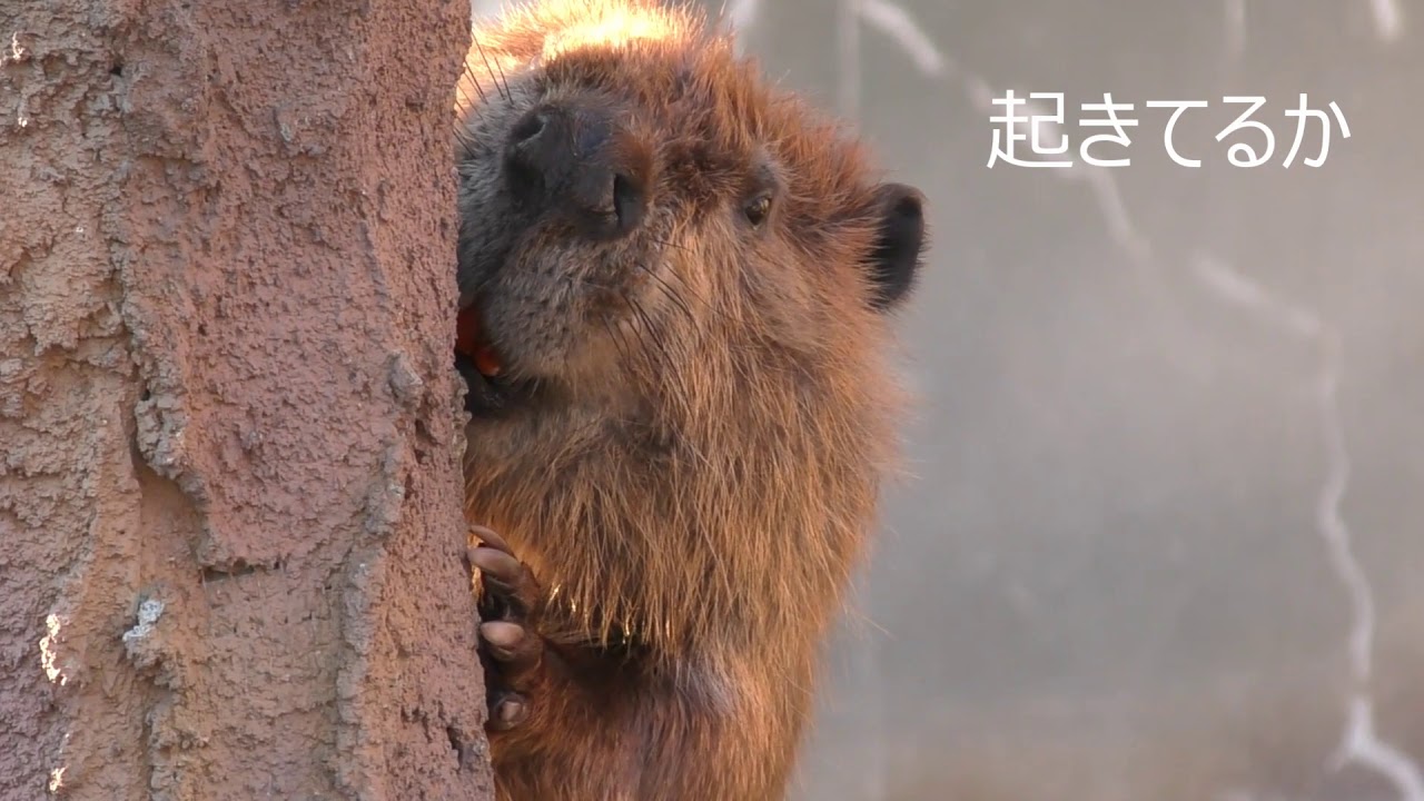 アメリカビーバー よう君 東武動物公園 American Beaver Youtube