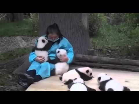 Dünya'nın en iyi işi panda bakıcısı olmak diyenler