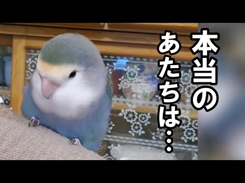 A cuddly cockatiel who is afraid of hands] #cockatiel #parakeet