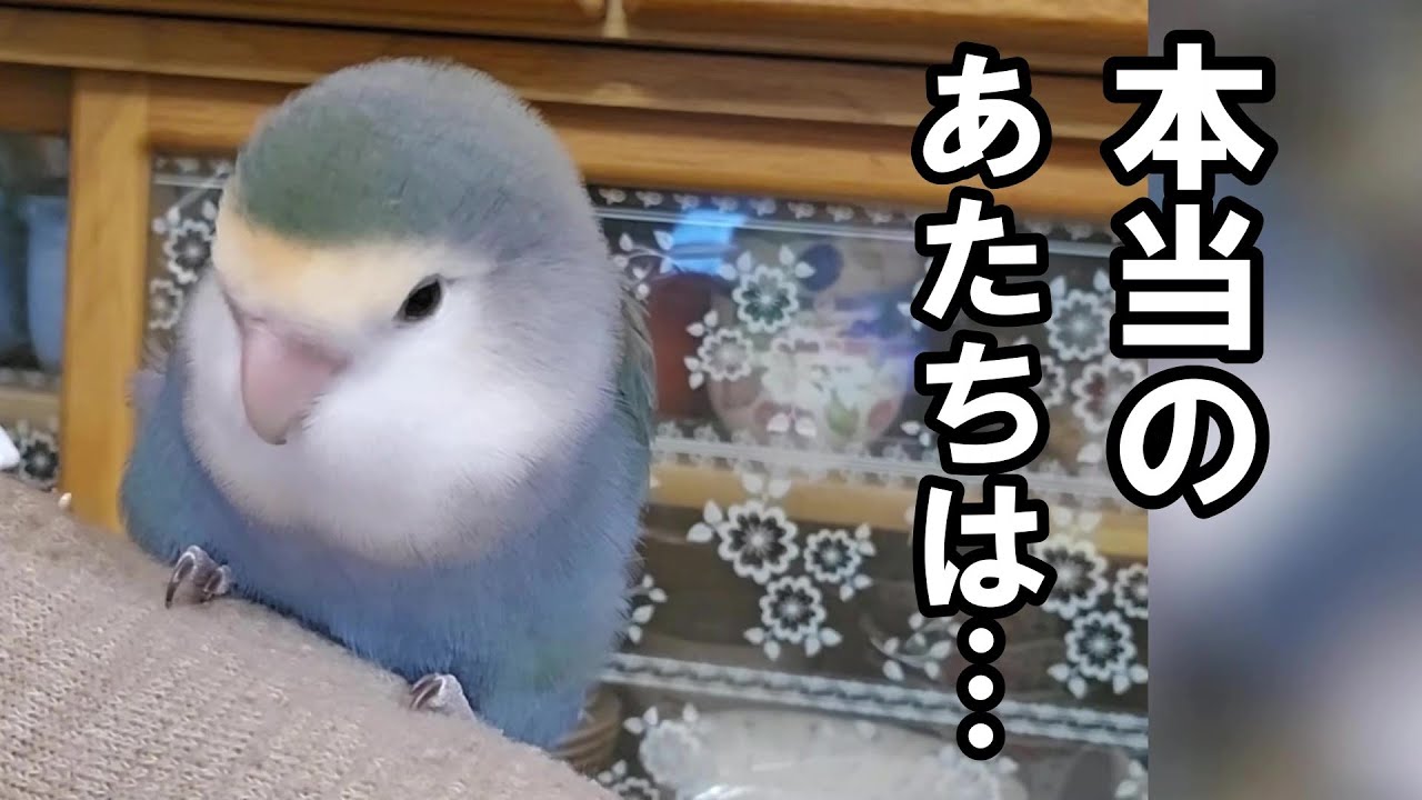 【手が怖いのに甘えん坊のコザクラインコ】#コザクラインコ#インコ#lovebirds
