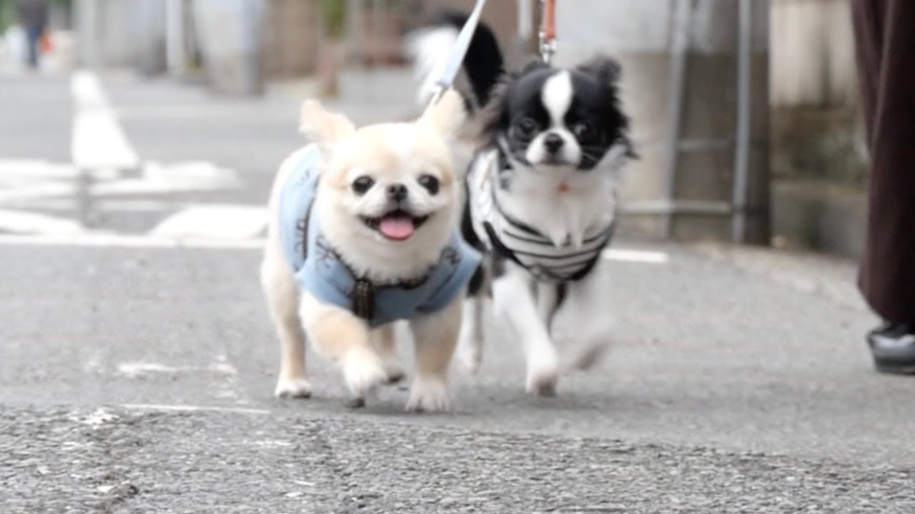 パルムついにお散歩デビュー！ピノは嬉しくて笑顔でルンルン♪※ハプニングあり