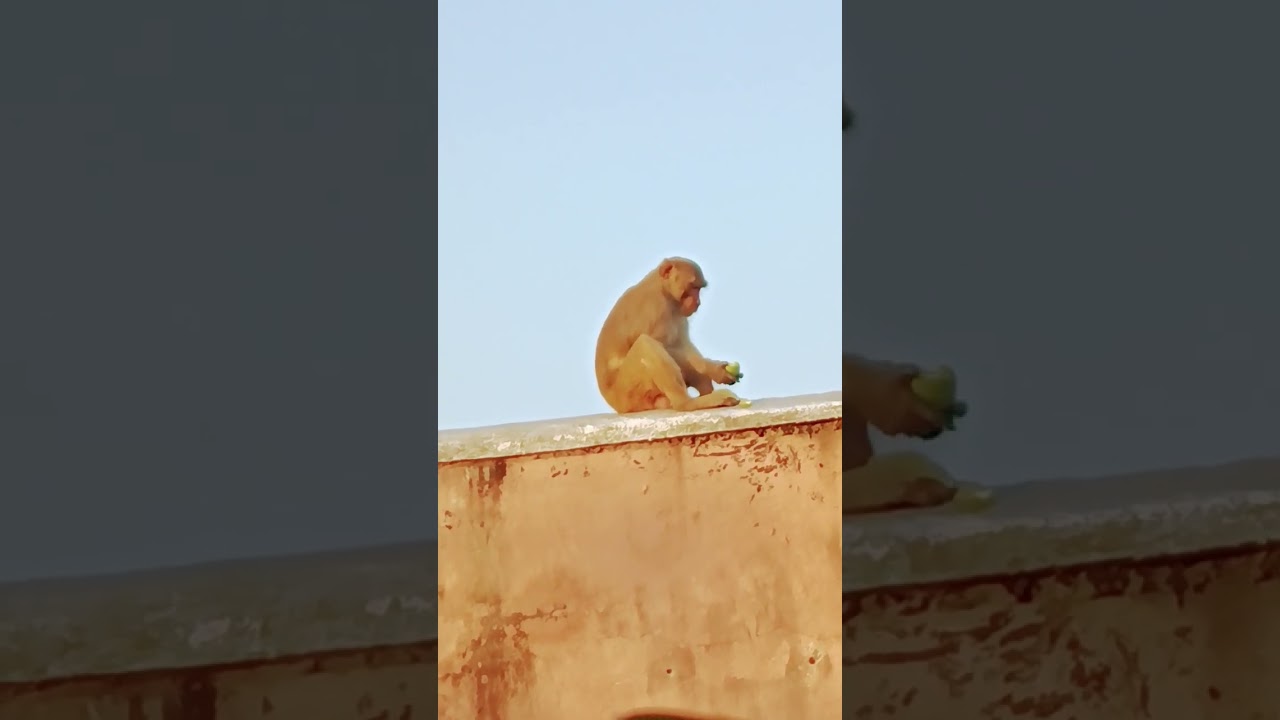 monkey eating guava fruit