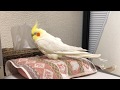 Working sound with a sleepy cockatiel (no music) | 作業用オカメインコ40分