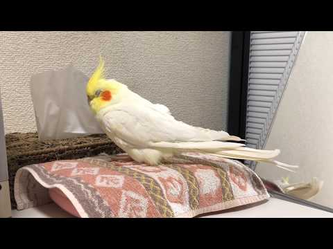 Working sound with a sleepy cockatiel (no music) | 作業用オカメインコ40分