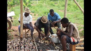 Multiplication des vivo-plants de bananier plantain par la méthode PIF