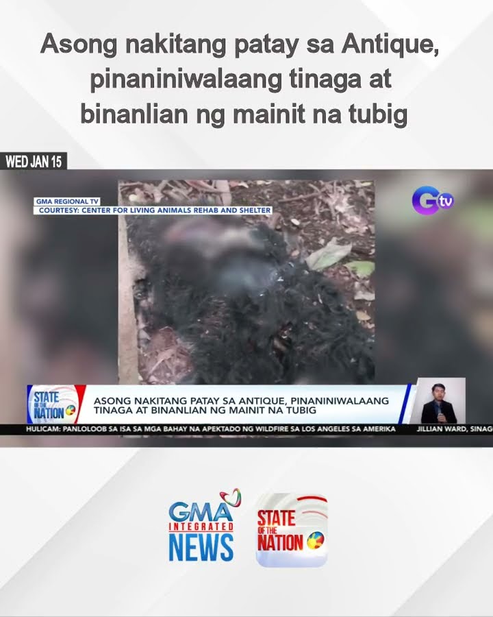 Asong nakitang patay sa Antique, pinaniniwalaang tinaga at binanlian ng mainit na tubig | SONA