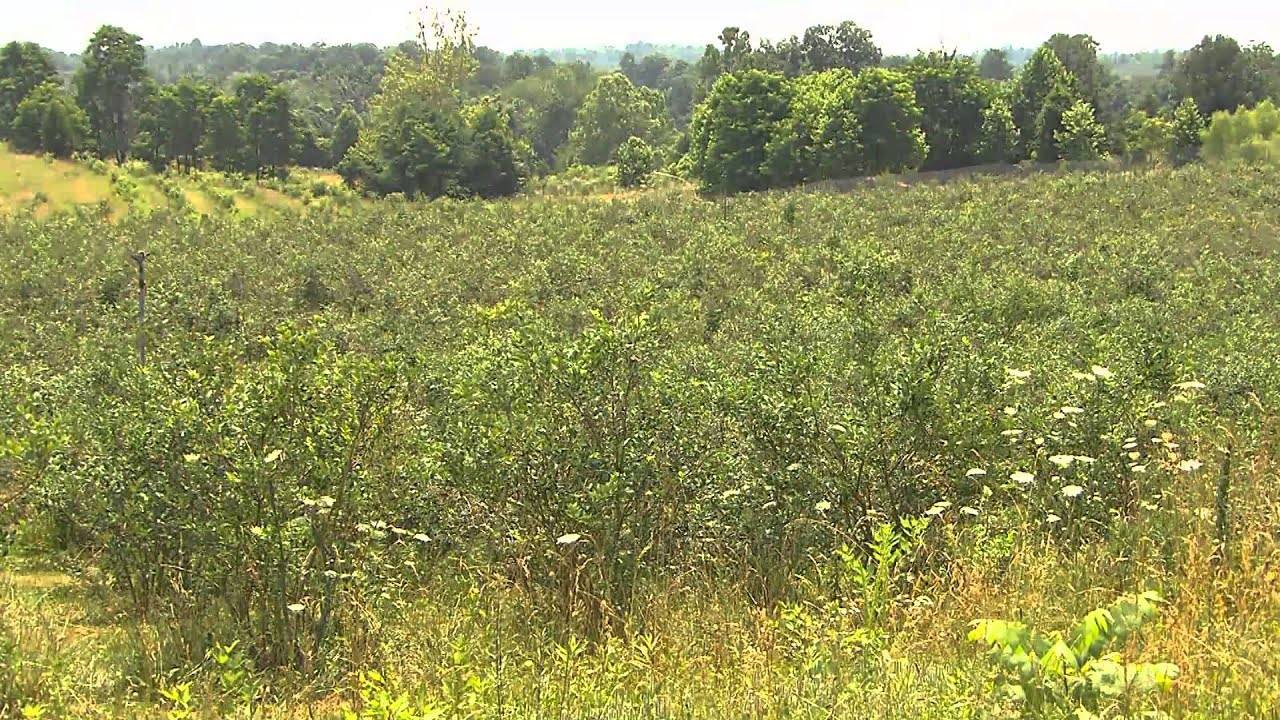 MainStreet "Bluegrass Blueberries" YouTube