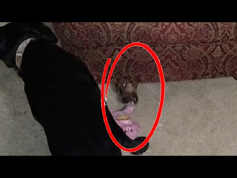 Dachshund Steals Toy from Black Lab