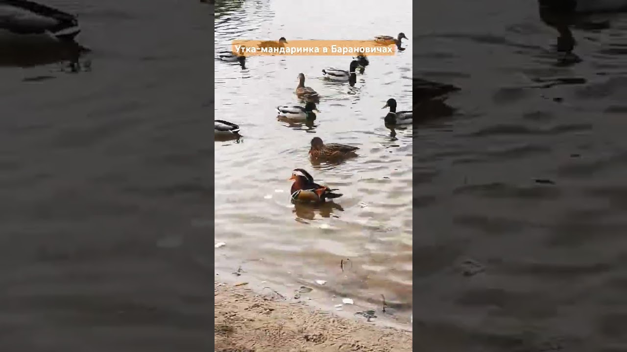 Самец утки-мандаринки в Барановичах на Жлобинском озере 
