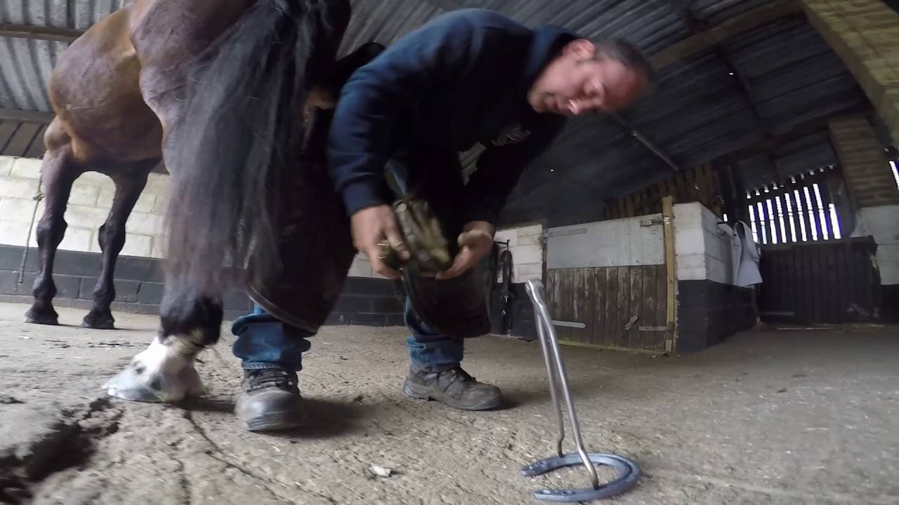 Farrier day YouTube