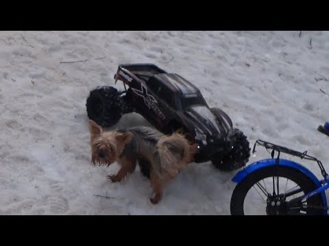 The dog went