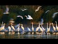 A graceful flock of great egrets in flight