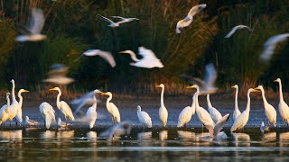 A Graceful Flock of Great Egrets in Flight