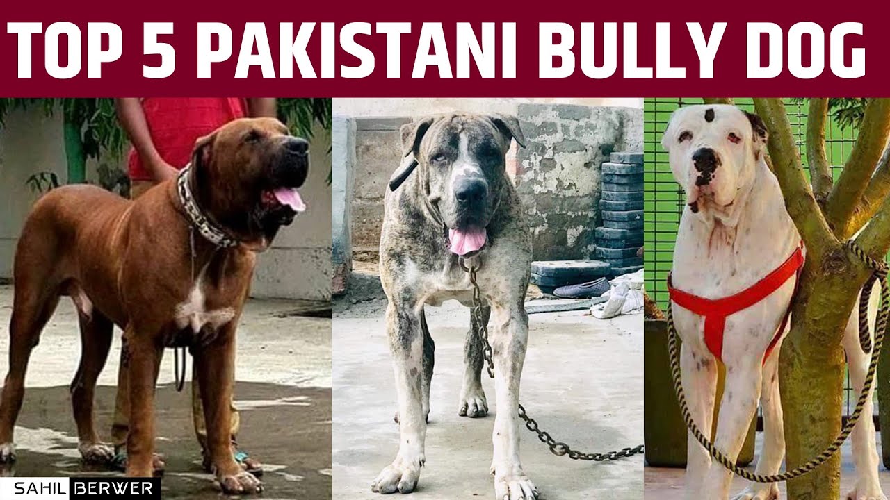 pakistani bully kutta images