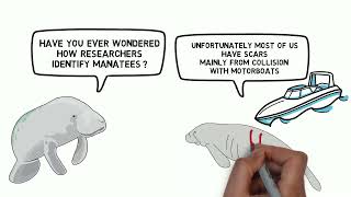 3.4 Lesson 3 How do researchers identify manatees?
