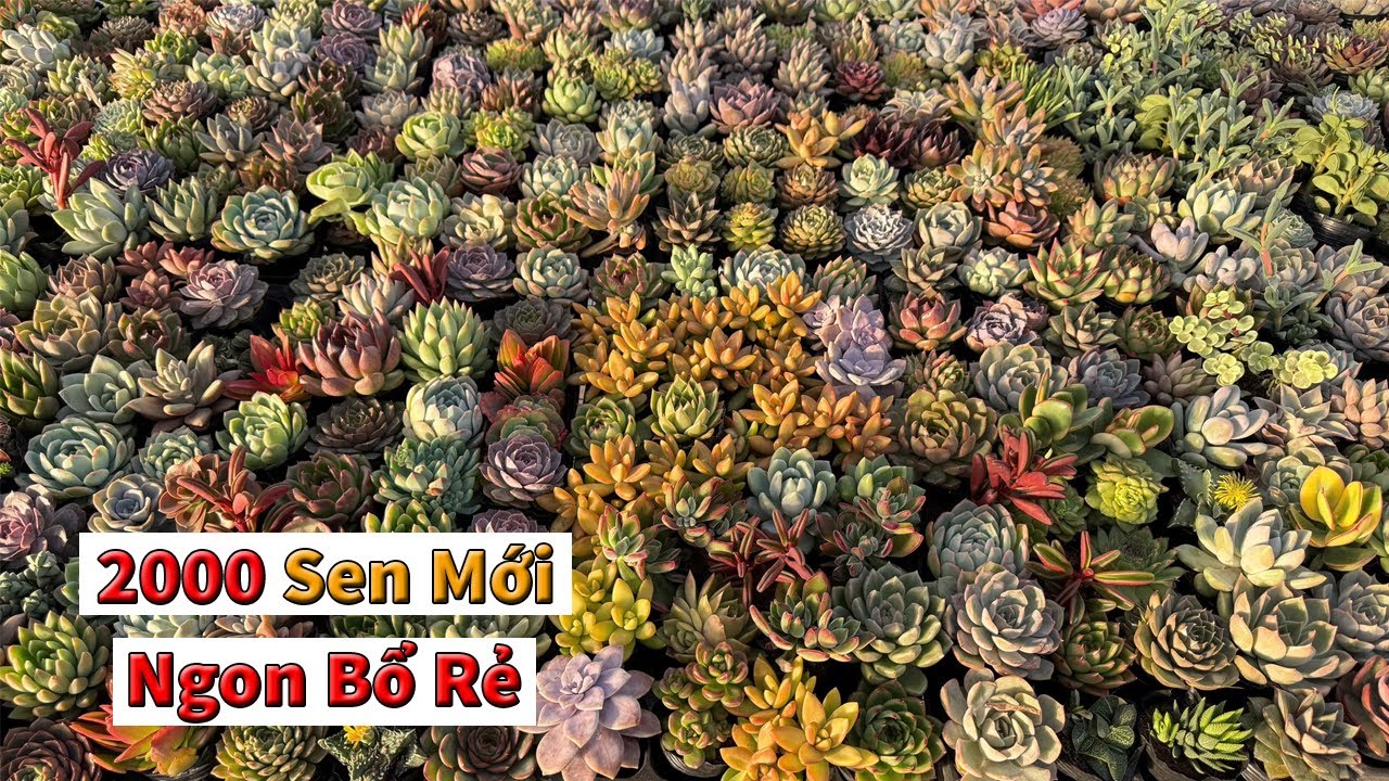 Lô sen này toàn cây đẹp mướt rẻ, nhiều giống tha hồ lựa lun nha | succulent Gia Nghia