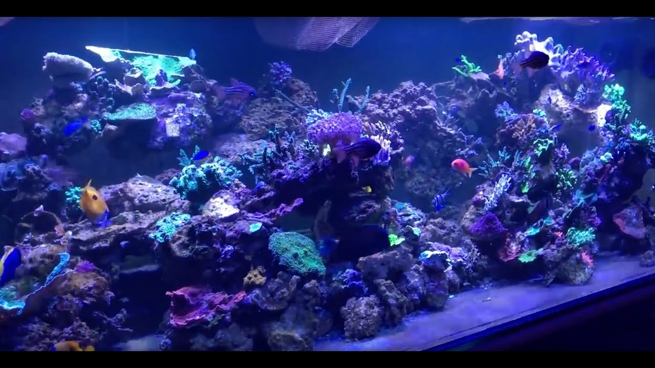 Part II - Paletta 500 Gallon Reef Tank Build Out - moving from a