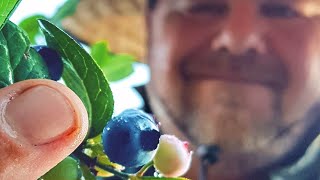 How to GROW Blueberries in a RAISED Garden Bed