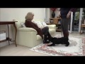 Dog Training- How to stop Jumping Up At Visitors. Dog Training- How to stop Jumping Up At Visitors.