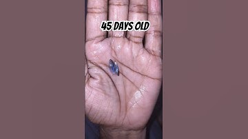 betta fish growth in 3month update!!