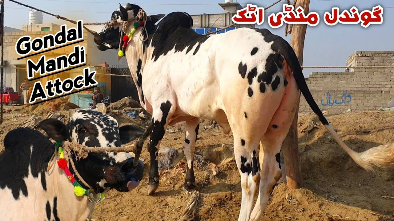 Gondal Mandi Attock Update Desi Fatehjangi Bulls January 2025 | Bakra Eid Qurbani Season 2025
