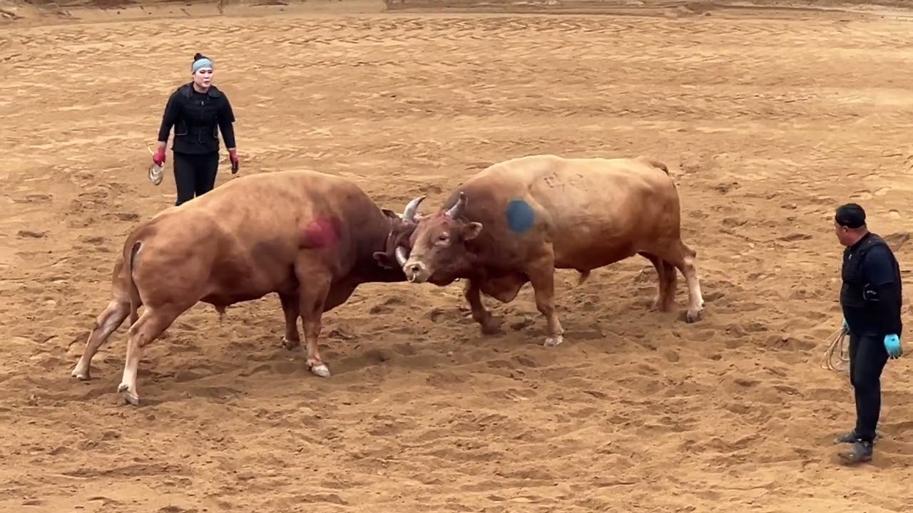 [청도소싸움] (홍) 풍산 vs (청) 파란 24.6.9 청도군수배