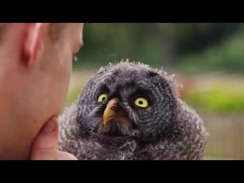 dancing-funny-owls